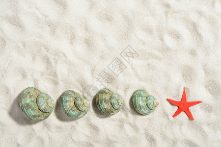 白沙滩上的绿松石蜗牛壳和海星图片