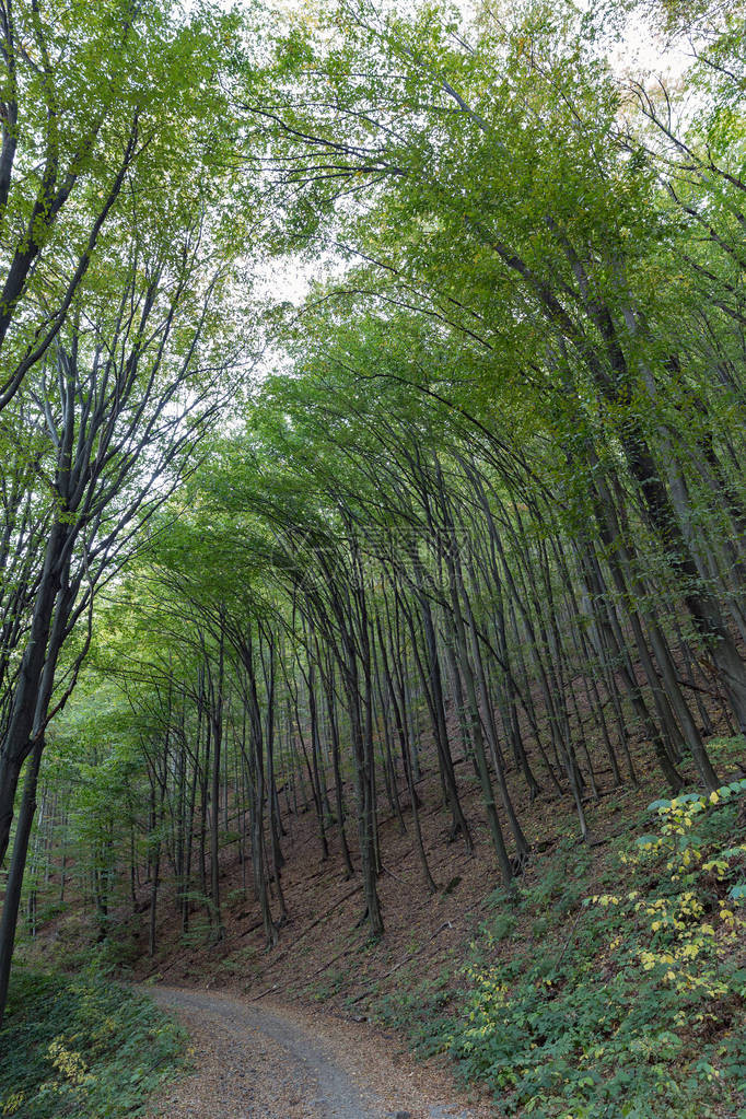 喀尔巴阡山公路上长有弯图片