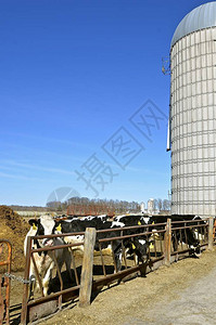 奶牛在一个饲养场和一个桶仓旁边休息图片