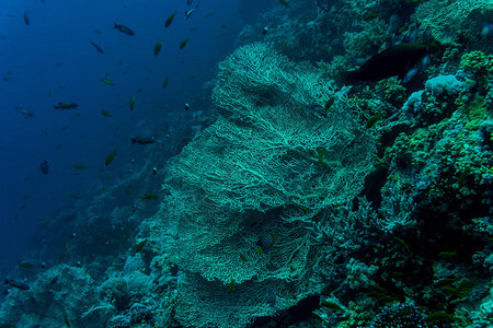 水下自然下的海有礁珊瑚和鱼类海洋动植图片