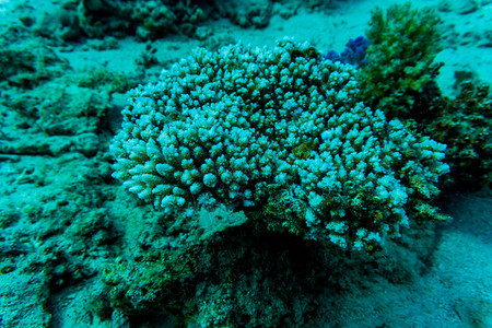 沙姆尔谢希赫的珊瑚图片