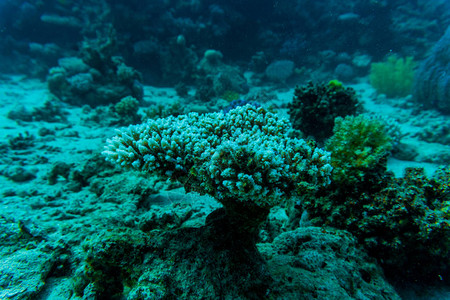 沙姆尔谢希赫的珊瑚图片