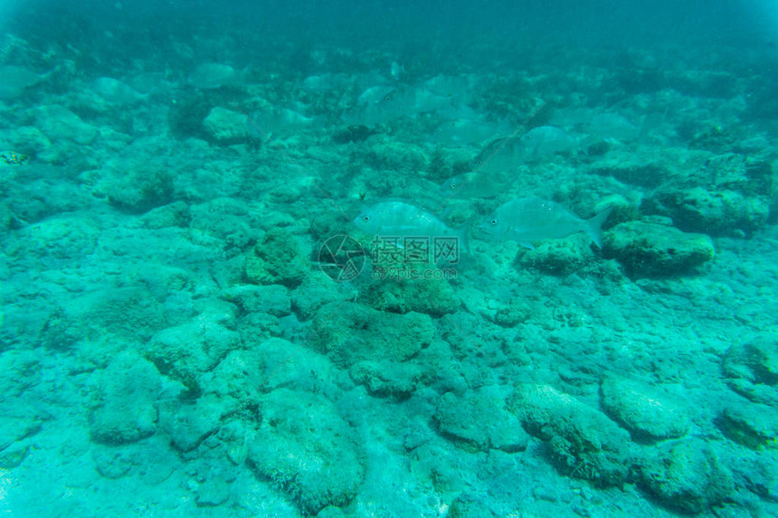 埃及马萨阿拉姆红海浅水中拍摄珊瑚礁和图片