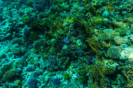 红海礁上的潜水员图片