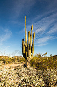 亚利桑那州沙漠地貌图片