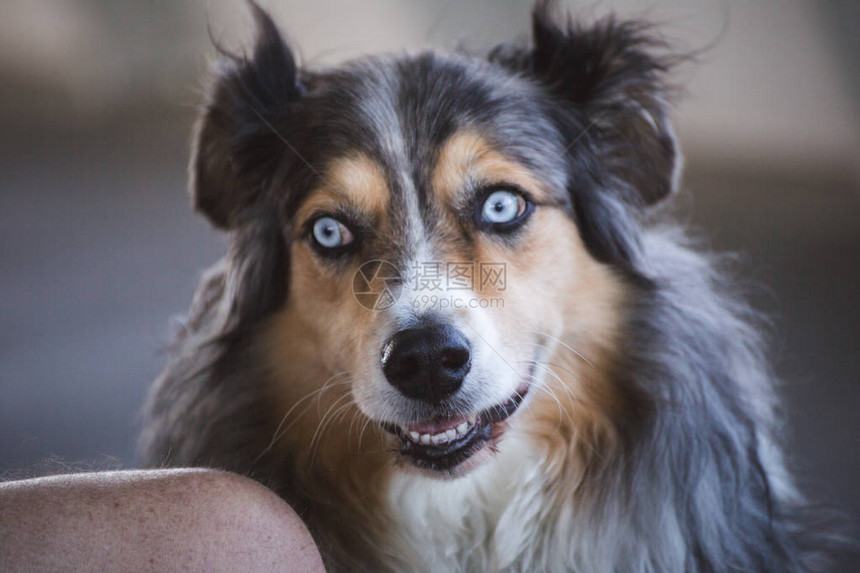 澳大利亚牧羊犬蓝眼图片