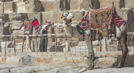 在吉萨金字塔背景的埃及骆驼旅游胜地骑骆驼埃及沙漠中的传统古图片