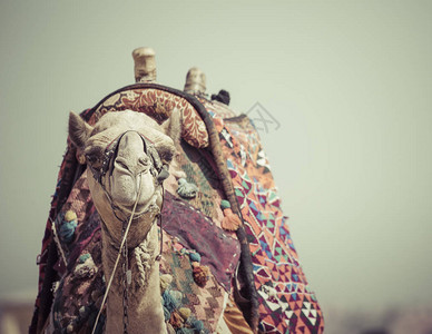 在吉萨金字塔背景的埃及骆驼旅游胜地骑骆驼埃及沙漠中的传统古图片