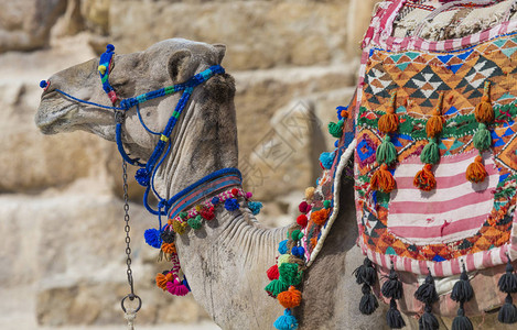 在吉萨金字塔背景的埃及骆驼旅游胜地骑骆驼埃及沙漠中的传统古背景图片