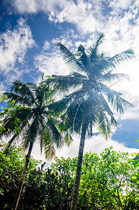 看天空中棕榈树的剪影图片