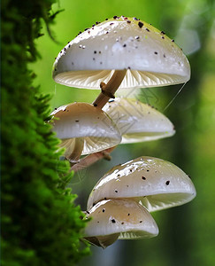 大自然中的一串蘑菇图片