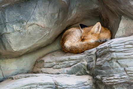 一只近距离睡觉的狐狸图片