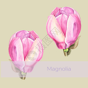 浅橄榄背景上嫩粉色玉兰花的植物水彩插图图片