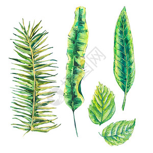 夏季一批外来水彩绿色热带叶植物自然收集孤立插图图片