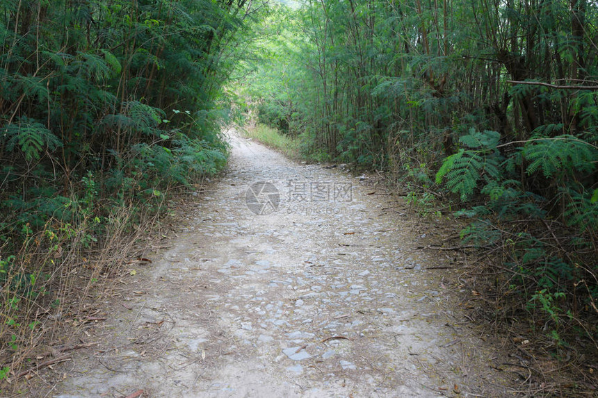 森林中的古老道路被绿图片
