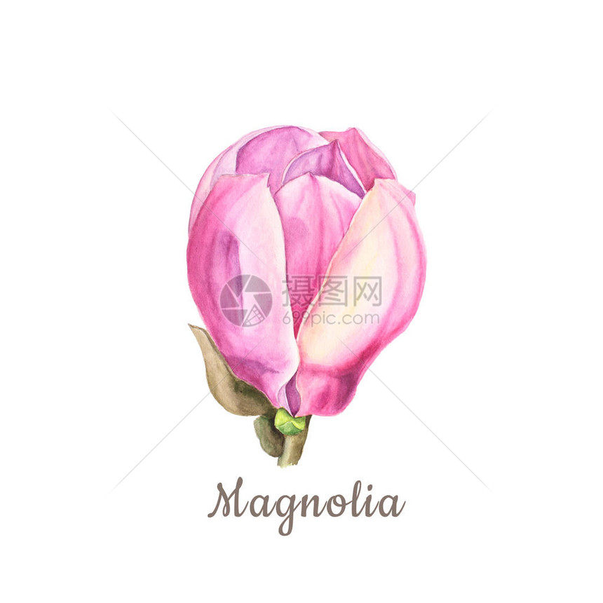 白色背景上嫩粉色玉兰花的植物水彩插图图片