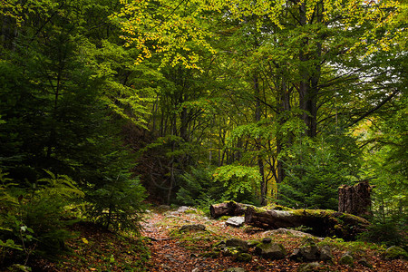 森林中风景如画的秋景图片