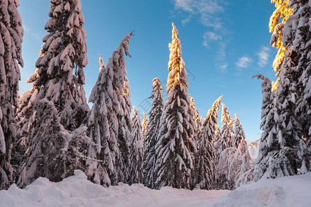 日出时照亮的白雪皑的松树林图片