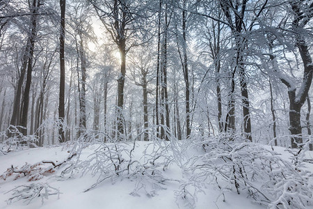 山毛榉林中风景如画的冬景图片