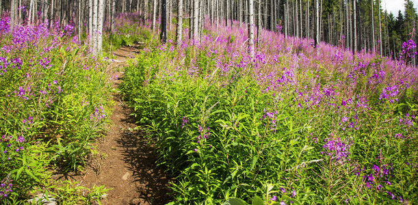 森林边缘的紫花景观山花小径图片