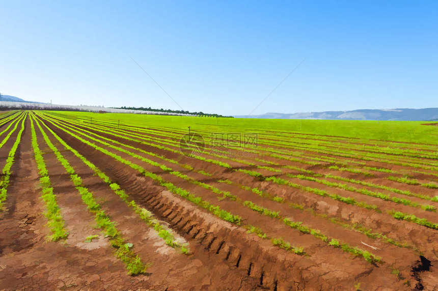 以色列泽斯列尔谷地鲜花杏园背景上的胡萝卜幼苗系列图片