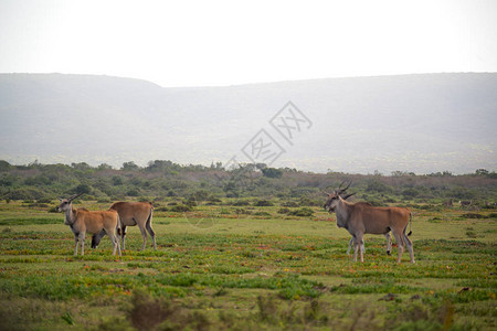 南部非洲Kruger野生动物自然保护区和野生图片