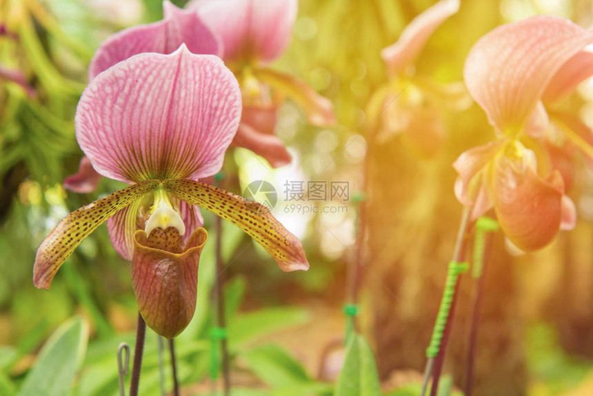 美丽的花园中的女士的花朵兰多彩帕菲奥普迪图片