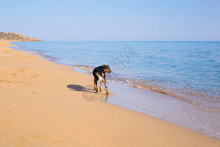 在沙滩上散步的狗在海滩上的海中美丽的狗图片