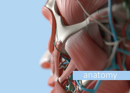 解剖人体模型极端特写选择焦点人体解剖学身体头部脸颊和下巴图片