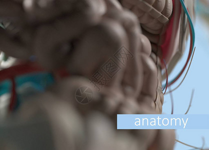 人体肠胃解剖模型图片