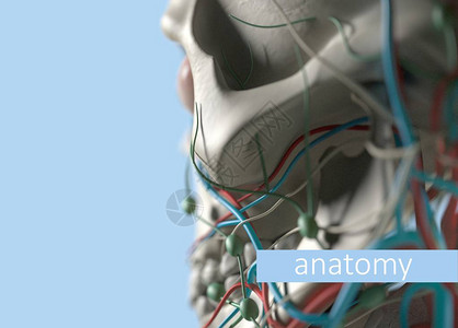 解剖人体模型极端特写选择焦点人体解剖学身体头部脸颊和下巴图片