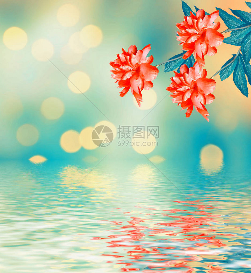 在夏日风景的背景下鲜艳的花朵牡丹图片