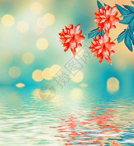 在夏日风景的背景下鲜艳的花朵牡丹图片