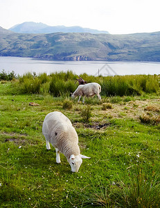 绵羊在苏格兰高地吃草苏格兰自然中的羊图片