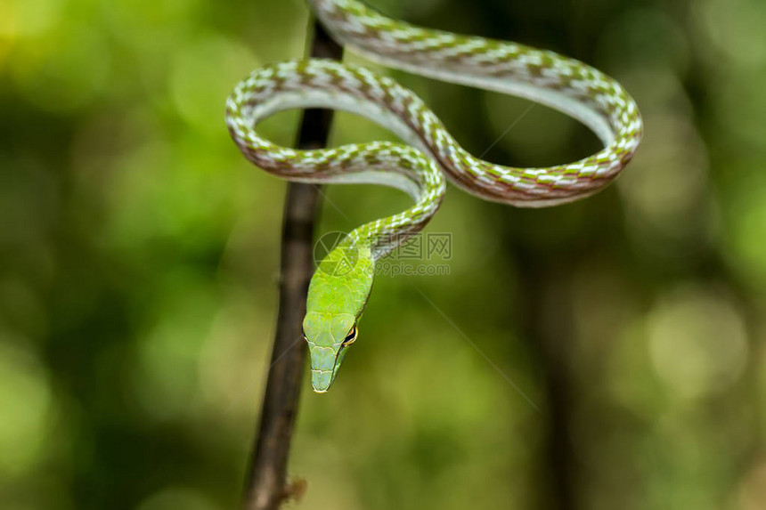 印度尼西亚野生物北苏拉威西NorthSulawesiTangkoko自然保护区亚洲松绿蛇Ahaetullapr图片