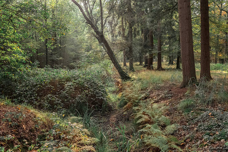 秋天森林里有悬垂树的沟渠图片