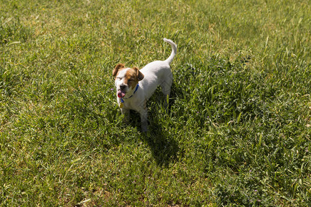 可爱的小狗伸出舌头在户外的公园里玩乐春天的时候绿色背景绿色背图片