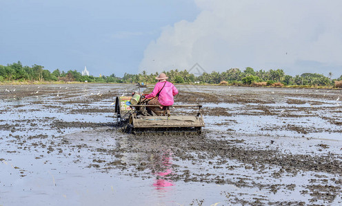 泰国农民在稻田中使用分蘖拖拉机图片