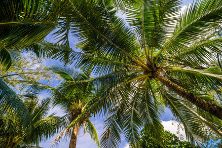 可椰子树蓝天自然背景图片