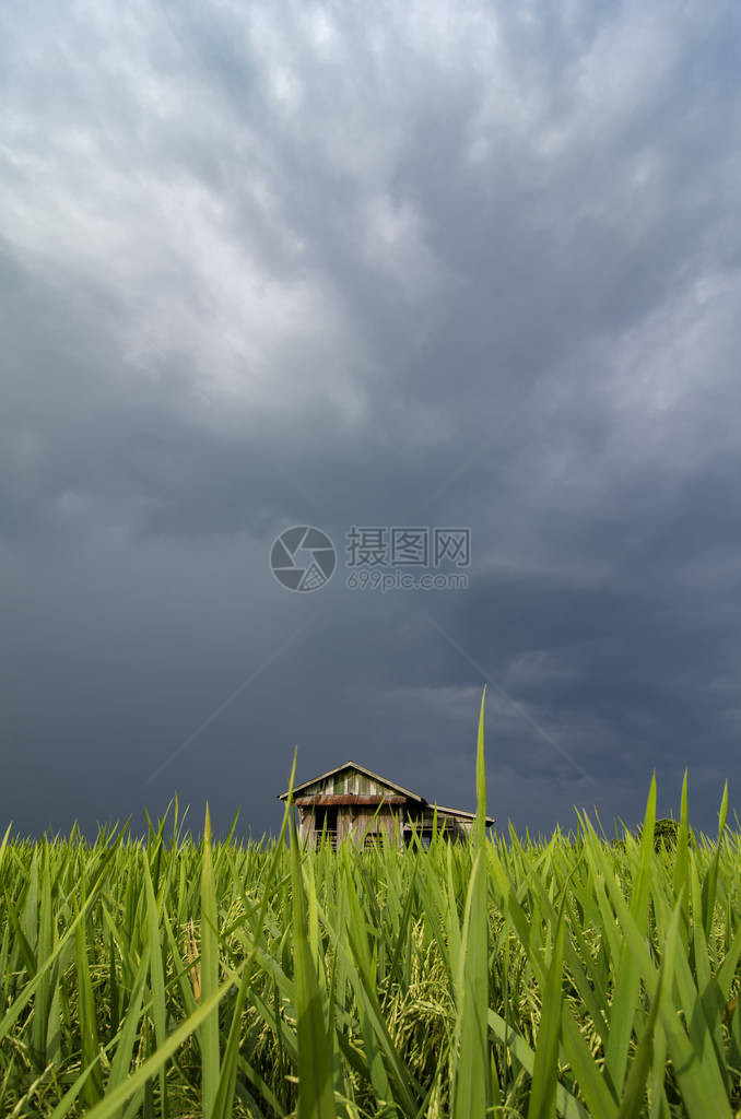 被绿稻田包围笼罩在巨大的乌云之上的图片