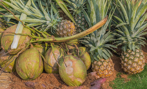 地面上的椰子和菠萝的图像图片