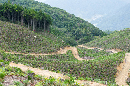 自然景观与田野和森林图片