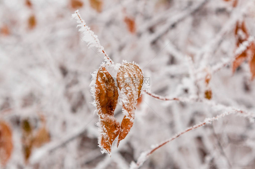 冬叶覆盖着雪和霜特写图片
