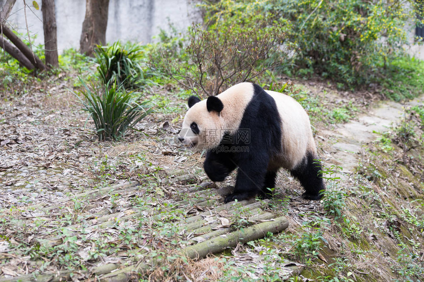 成都野生动物园的大熊猫图片
