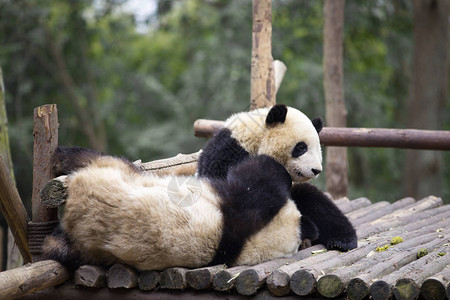 成都野生动物园的大熊猫图片