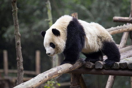 成都野生动物园的大熊猫高清图片