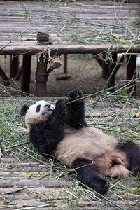 成都野生动物园的大熊猫图片