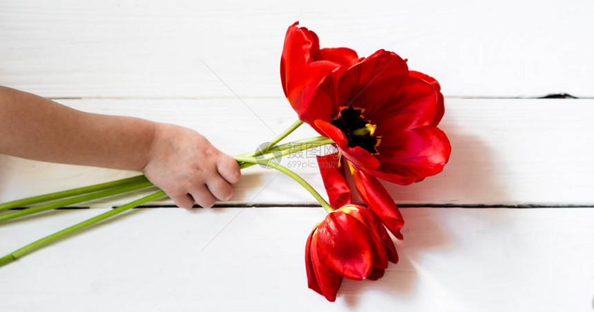 红郁金香的花束放在一个儿童手中图片