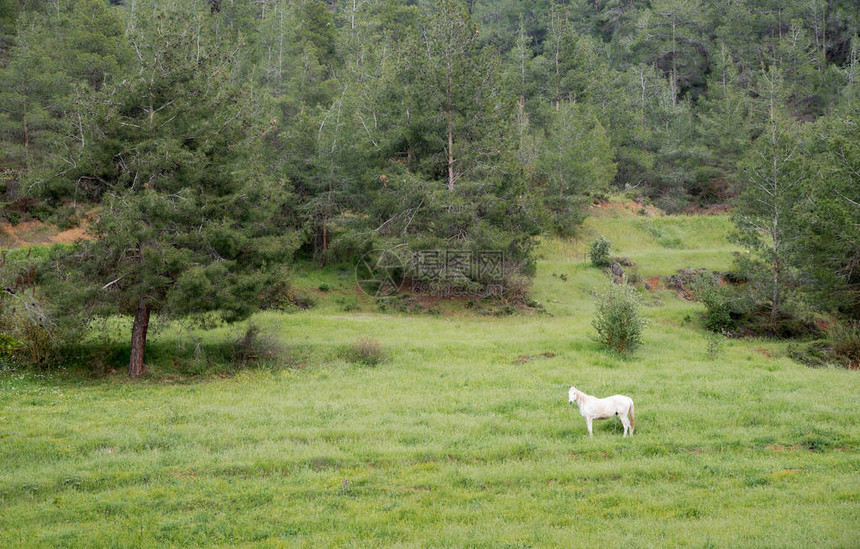 孤独美丽的白马在绿野中自由觅食图片