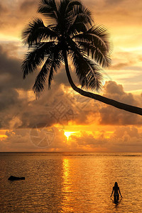 斐济Taveuni岛棕榈树的轮廓和日出时一位女背景图片